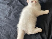 Scottish Fold 3 aylık tüm aşıları tamdır
