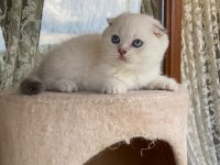 British shorthair yavrular
