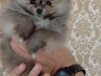 Show kalite pomeranian boo