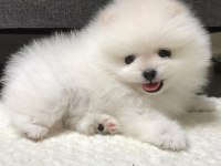 Kar Beyazı Pomeranian Bebeklerimiz