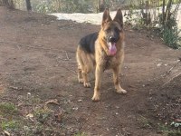 1 Yaşında Bakımlı Alman Çoban Köpeği