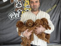 maltese yavrular toy poodle yavrular wc eğitimli ank 