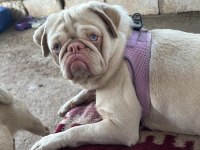 Egzotik dişi erkek pug