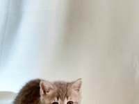 Sessiz ve Tatlı Sevgi Dolu Gri British Shorthair