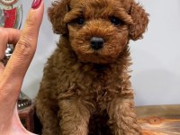 Red Erkek Toy Poodle