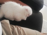 Oyun Canavarı Scottish Fold