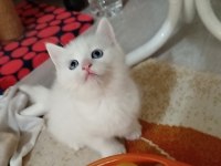 British shorthair magnum prensibi kim ister