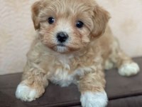 Maltipoo yavruları mevcut