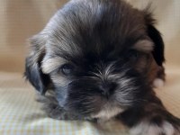 Anne ile baba safkan shih tzu yavru