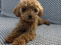 Tea cup ponçik poodle