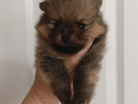 Pomeranian teddy bears