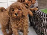 Eğitilebilir Toy Poodle Yavruları ile Evinize Neşe Katın