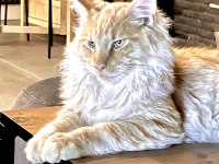 11 aylık sağlıklı erkek maine coon