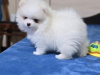 Yurtdışı pasaportlu Pomeranian yavrular