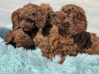 Petmode köpek çiftliğinde ziyarete açık kore toy poodle