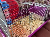 11 bebek ve anne baba hamster