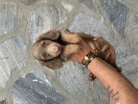 Sevimli Dachshund (Sosis Köpek) Yavrularımız