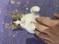 SEVGİ DOLU YAVRUCAK KEDİLER SICAK YUVA ARIYOR