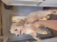Maltipoo Bebekler