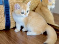 Safkan British Shorthair Golden Dişi Yavru