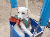 Jack russell 9 aylık neşeli çocuk dostu oyuncu