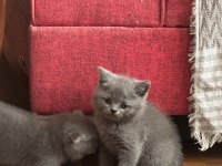 Mükemmel British Shorthair Yavrular Son Adetler