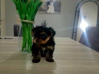 Teacup yorkshire terrier