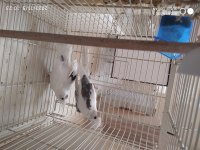 13 takım sultan papağanı tek tek veya toplu