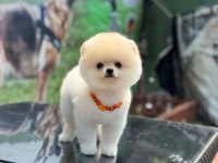 Can Dostu Pomeranian