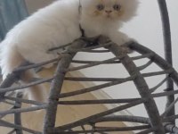 Krem Point Flat-Face minik pofuduk kedimiz