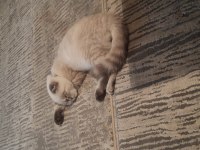 Scottish Fold