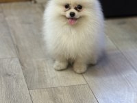 Beyaz küçük kalan POMERYAN boo