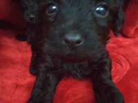 Siyah inci morkie ler