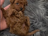 Toy Poodle Aşılı Yavrularımız