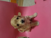 Yeni ailesine gitmek isteyen maltipoo çocuklara sıcak yuva