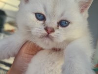 Beyaz british shorthair kedisi ilanı