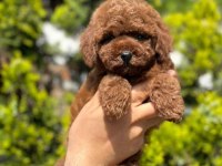 Safkan Toy Poodle Bebekler