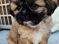 Shih Tzu Safkan Dişi-Erkek 2 aylık yavrularımız