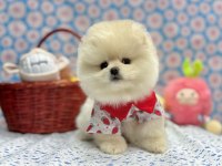Safkan Pomeranian Boo Yavrularımız