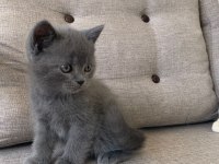 Kedi erkek british shorthair