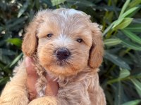 Maltipoo cins yavru