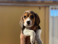 Beagle Bebekler