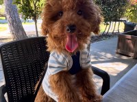 7 Aylık Erkek Toy Poodle Yavru