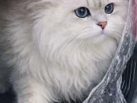 British longhair eşleşme ilanı