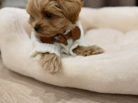 IRK GARANTİLİ MALTİPOO YAVRULARI