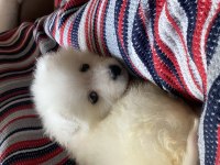 60 günlük Samoyed