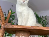 Fuul şecereli safkan yetişkin dişiler