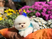Irkın en iyilerinden tam pomeranian boo garantili