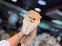 pomeranian boo 60 günlük köpekler
