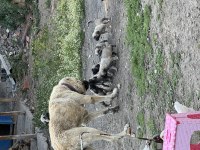 Dev Irk Anadolu çoban köpeği